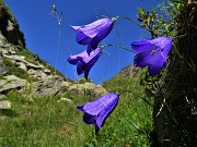 Bocchetta di Budria-Monte Azzaredo ad anello fiorito-10lu22 - FOTOGALLERY